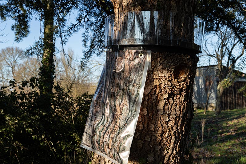 piège à chenilles processionnaires du pin sur un arbre dans le jardin